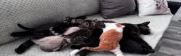 Mixed Breed cats for sale: 6 pretty little angel  in Northampton - Advert 12