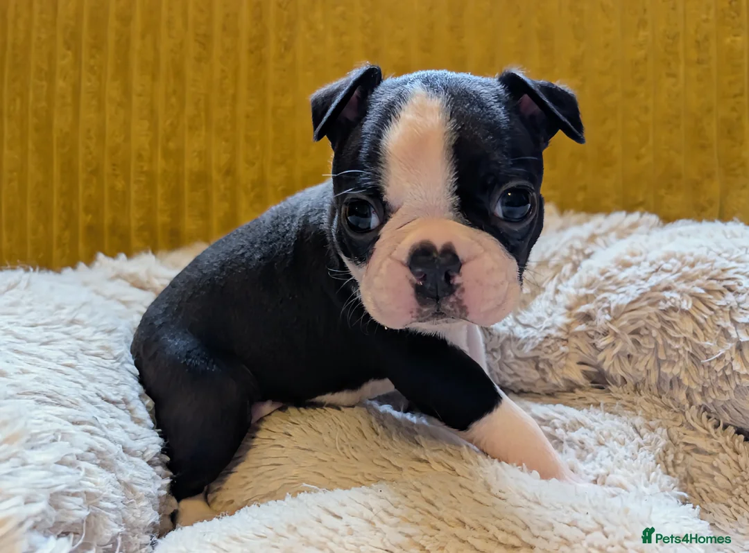 Boston Terrier dogs for sale: Adorable KC reg Boston Puppies  - Advert 11
