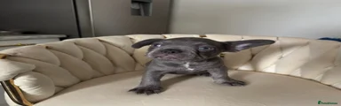 French Bulldog 1