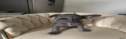 French Bulldog dogs for sale: French bull dog puppies  - Advert 5