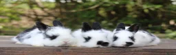 Angora rabbits for sale:     Beautiful Baby Angora Cross Rabbits - Advert 7
