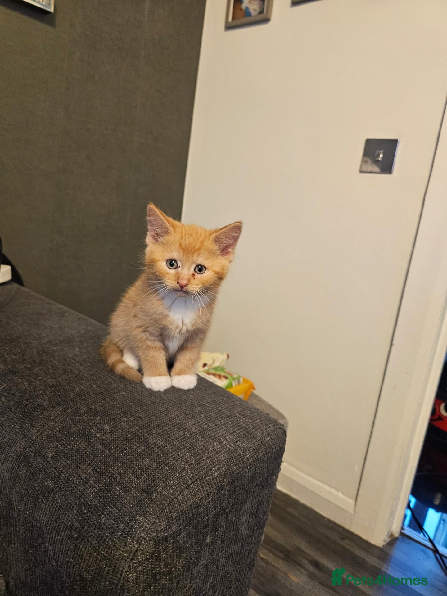 Mixed Breed cats  Kittens - Advert 15