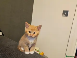 Mixed Breed cats Kittens - Advert 15