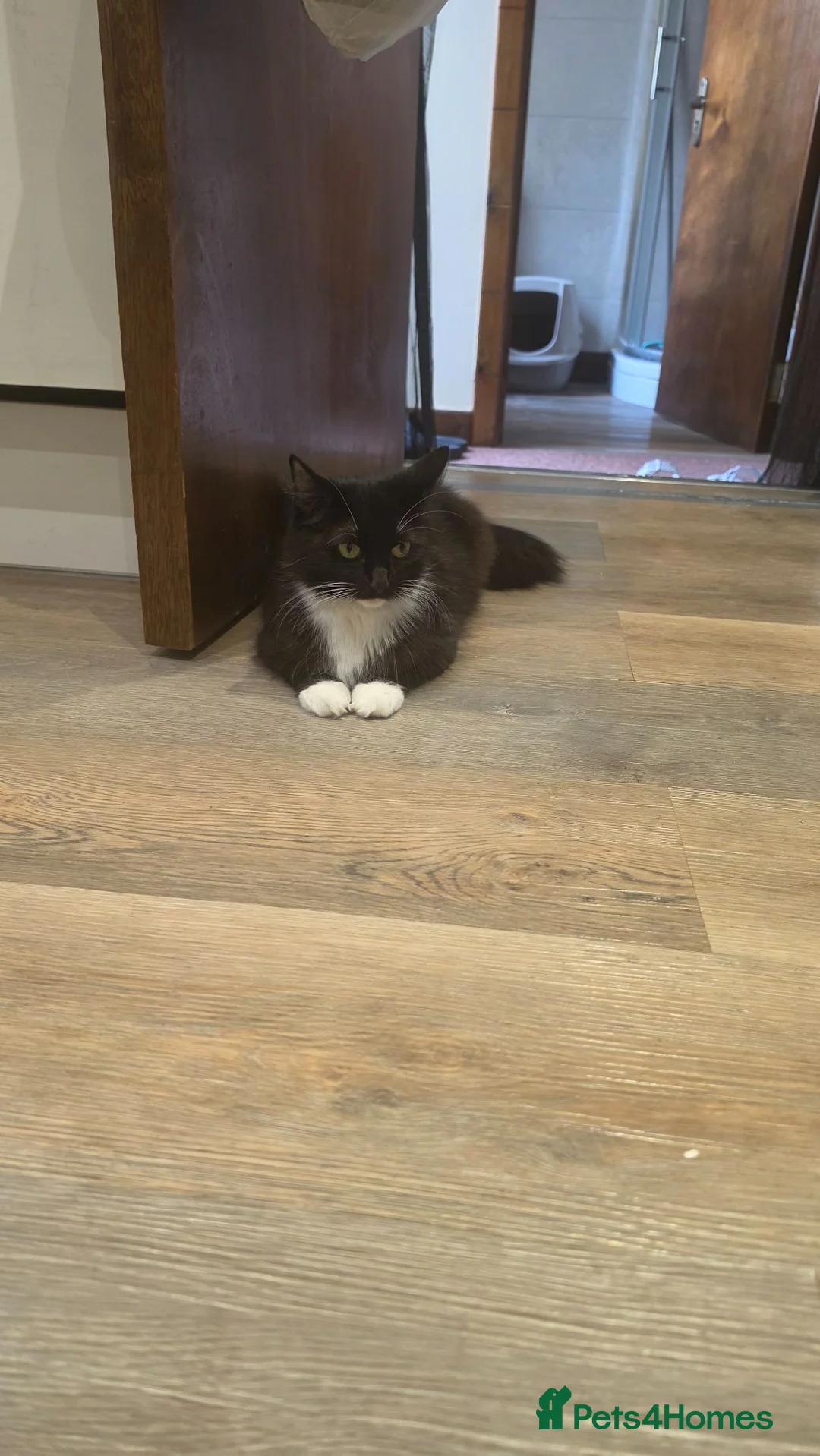 Mixed Breed cats for sale: Cute and playful kittens are looking for a home - Advert 1