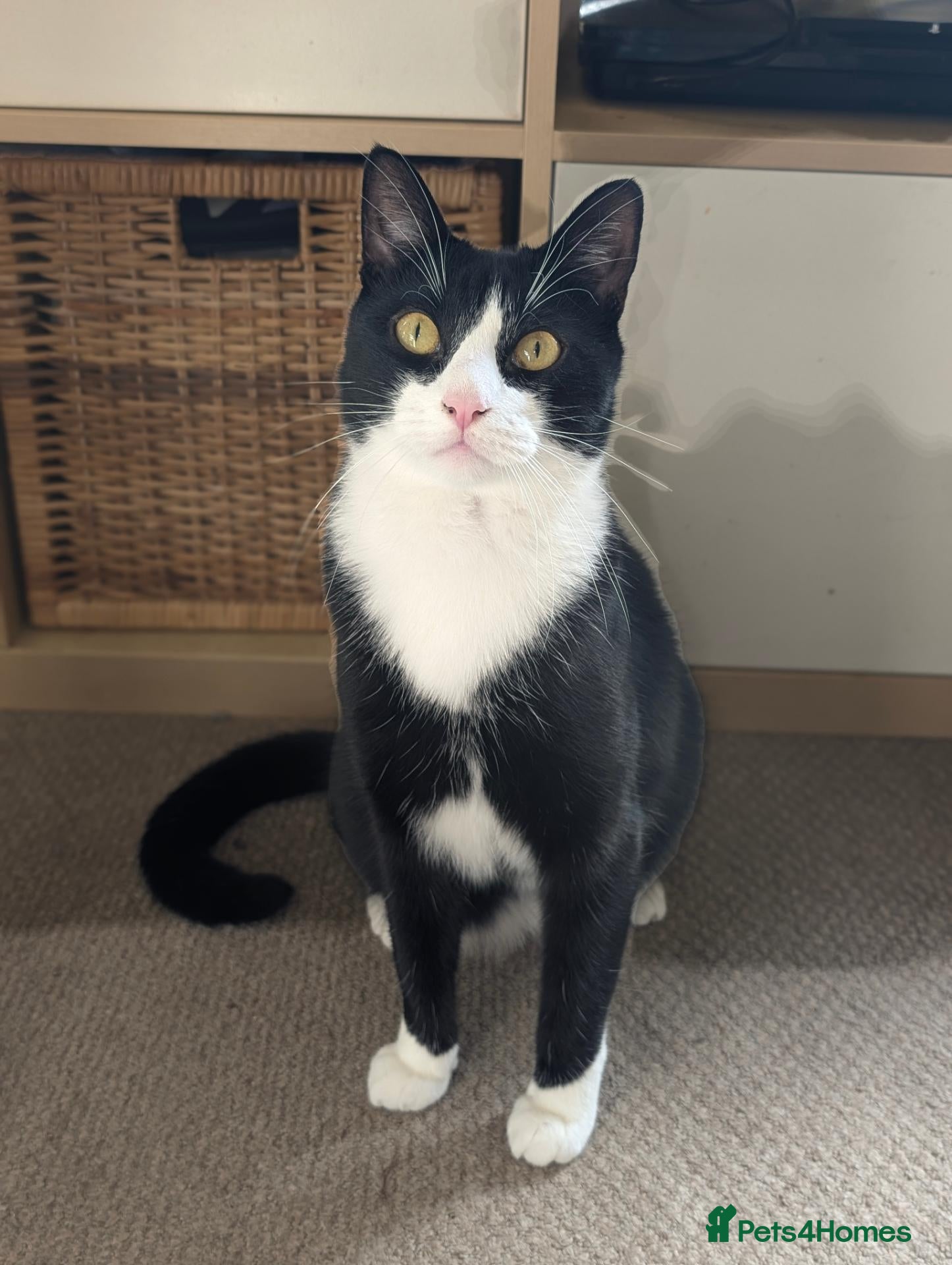British Shorthair cats Free to good home! - Tuxedo 4 year old Male  - Advert 7