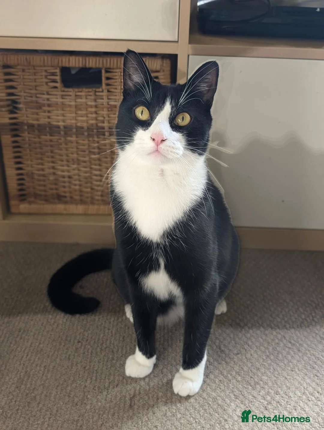 British Shorthair cats for sale:  ** ! - Tuxedo 4 year old Male  in Wirral - Advert 1