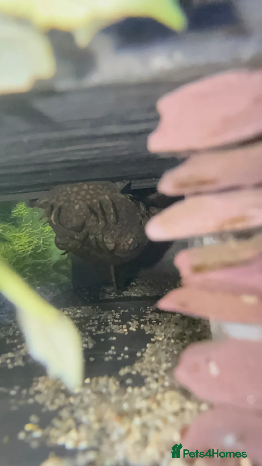 Plecos fish for sale: 3 x Breeding Wabenmuster Plecos (1m 2f) - Advert 2