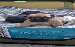 French Bulldog dogs for sale: Stunning Red fawn black & tan KC reg frenchie pups - Image 20