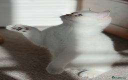 British Shorthair cats for sale: TICA British Shorthair Kittens Champion bloodline in Bedford - Image 12