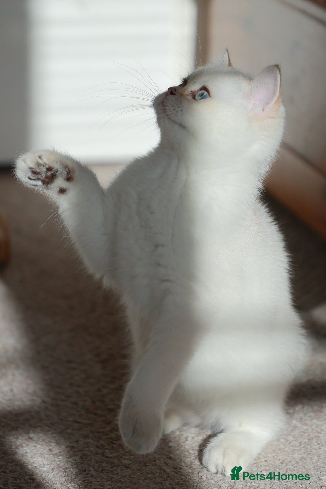 British Shorthair cats for sale: TICA British Shorthair Kittens Champion bloodline in Bedford - Image 12