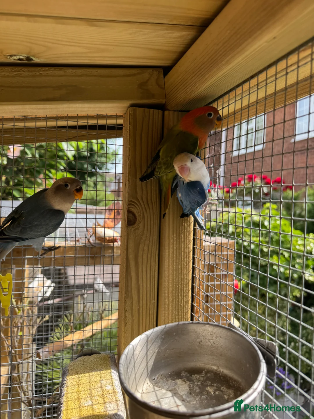 Lovebirds birds for sale: Beautiful young mixed colour love birds  - Advert 1
