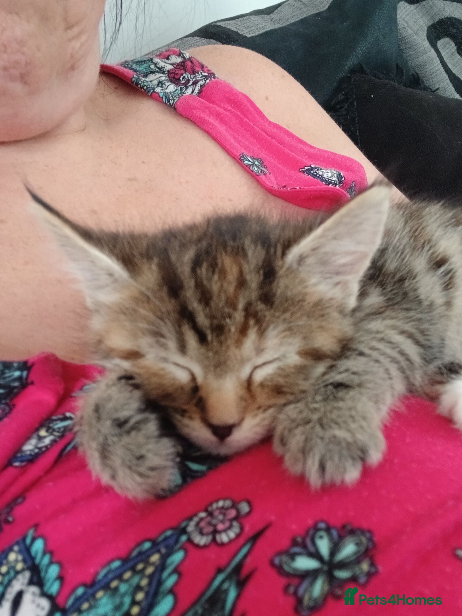 Mixed Breed cats  TABBY/MAINCOON GIRLS  - Advert 20