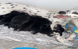 Mixed Breed dogs for sale: 12 week old female Dalmatian cross - Image 4
