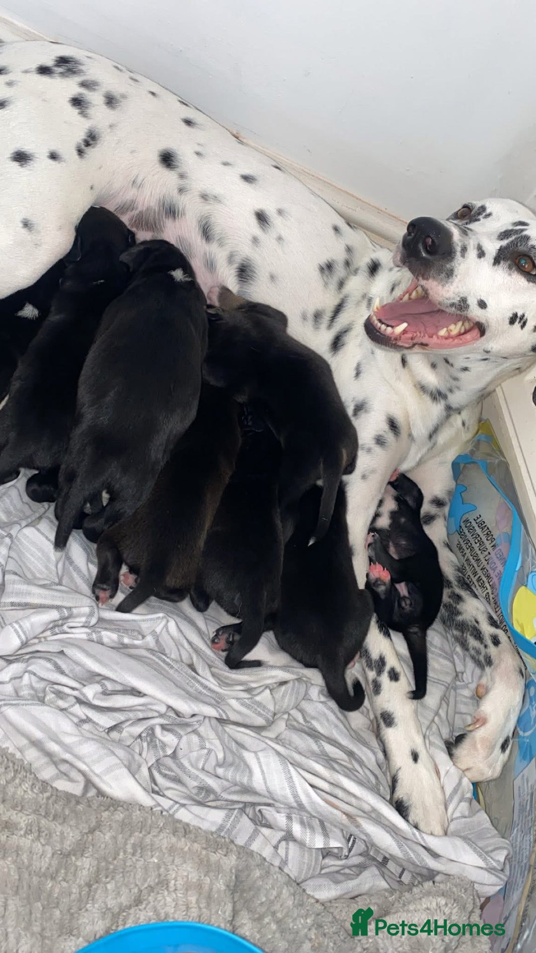 Mixed Breed dogs for sale: 12 week old female Dalmatian cross - Image 4