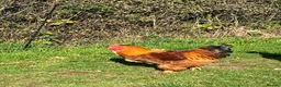 Chickens poultry for sale: Plymouth Rock x cockerels in Honiton - Advert 12