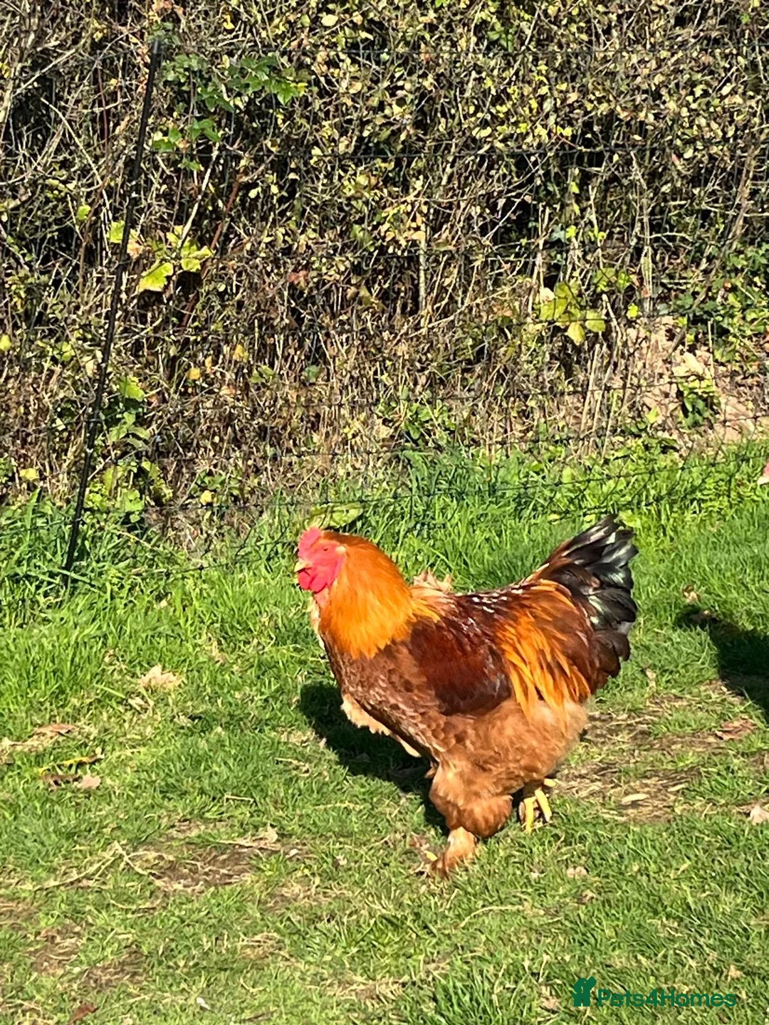 Chickens poultry for sale: Plymouth Rock x cockerels in Honiton - Advert 12