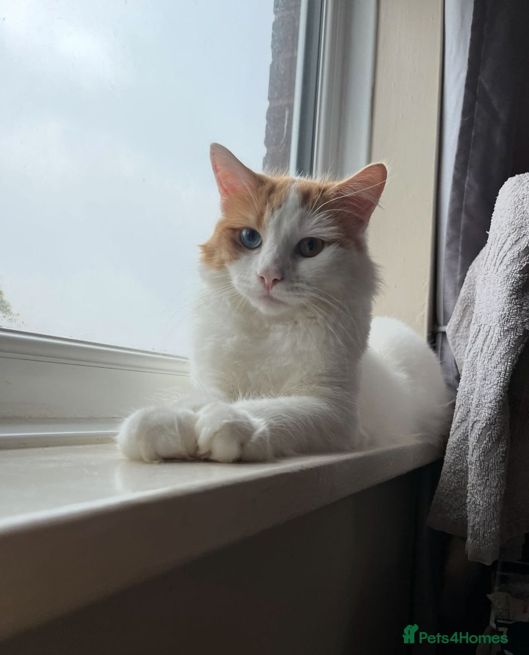 Turkish Van cats for sale: Beautiful babies ready for forever homes - Image 8