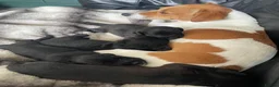 Jackapoo dogs for sale: F1 Jackapoo puppies - Advert 1