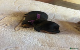 Dachshund dogs for sale: 4 mini dachshund pups - Image 8