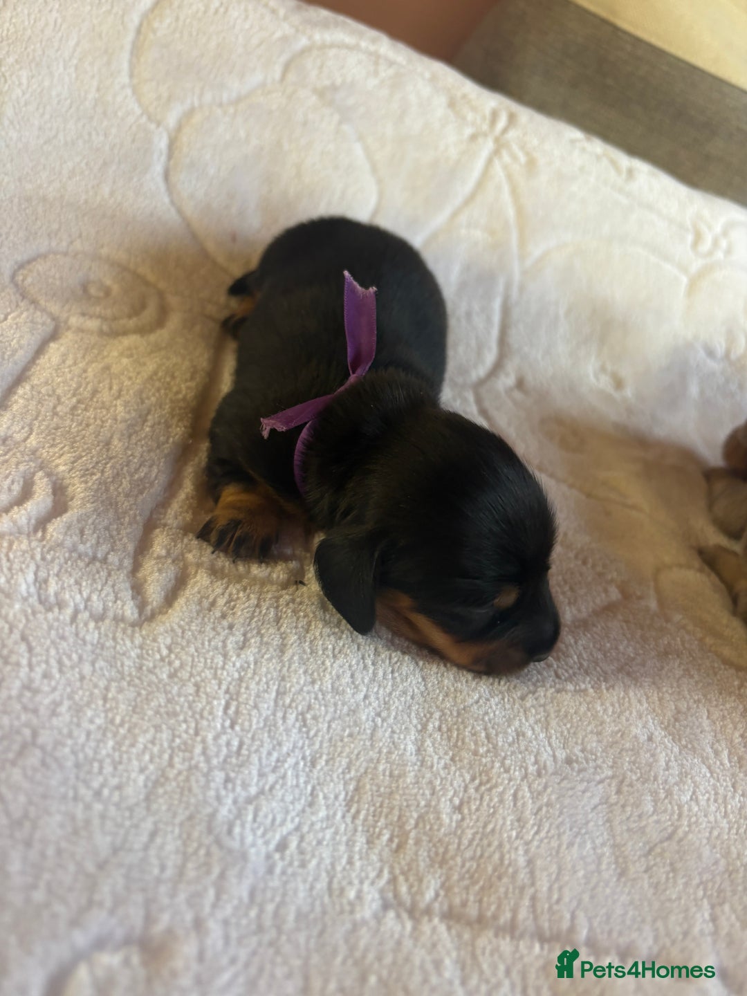 Dachshund dogs for sale: 4 mini dachshund pups - Image 8