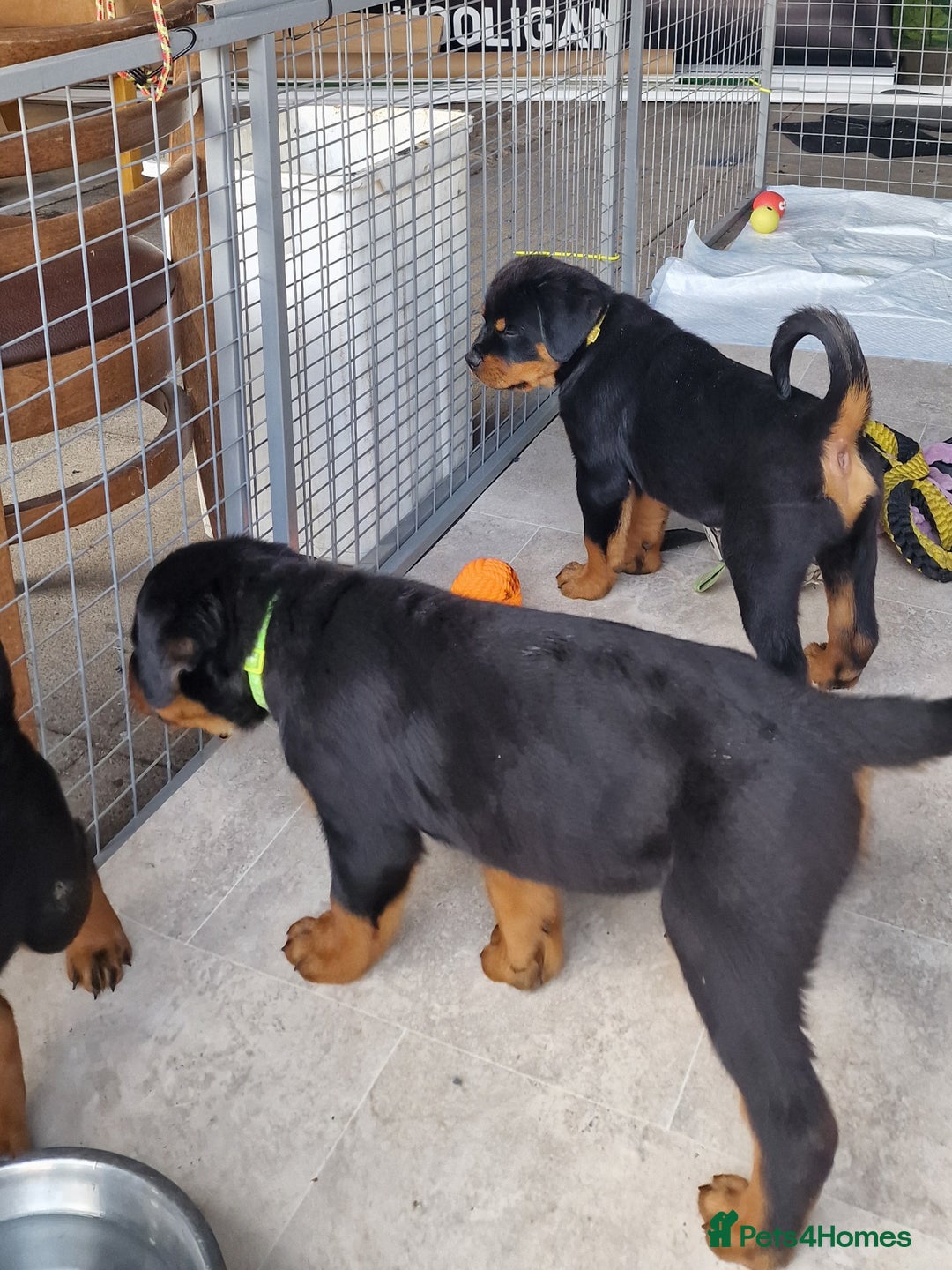 Rottweiler dogs for sale: 3 Handsome boys - Image 3