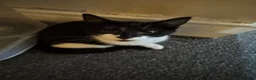 Mixed Breed cats for sale: Male and Female Kittens - Advert 2