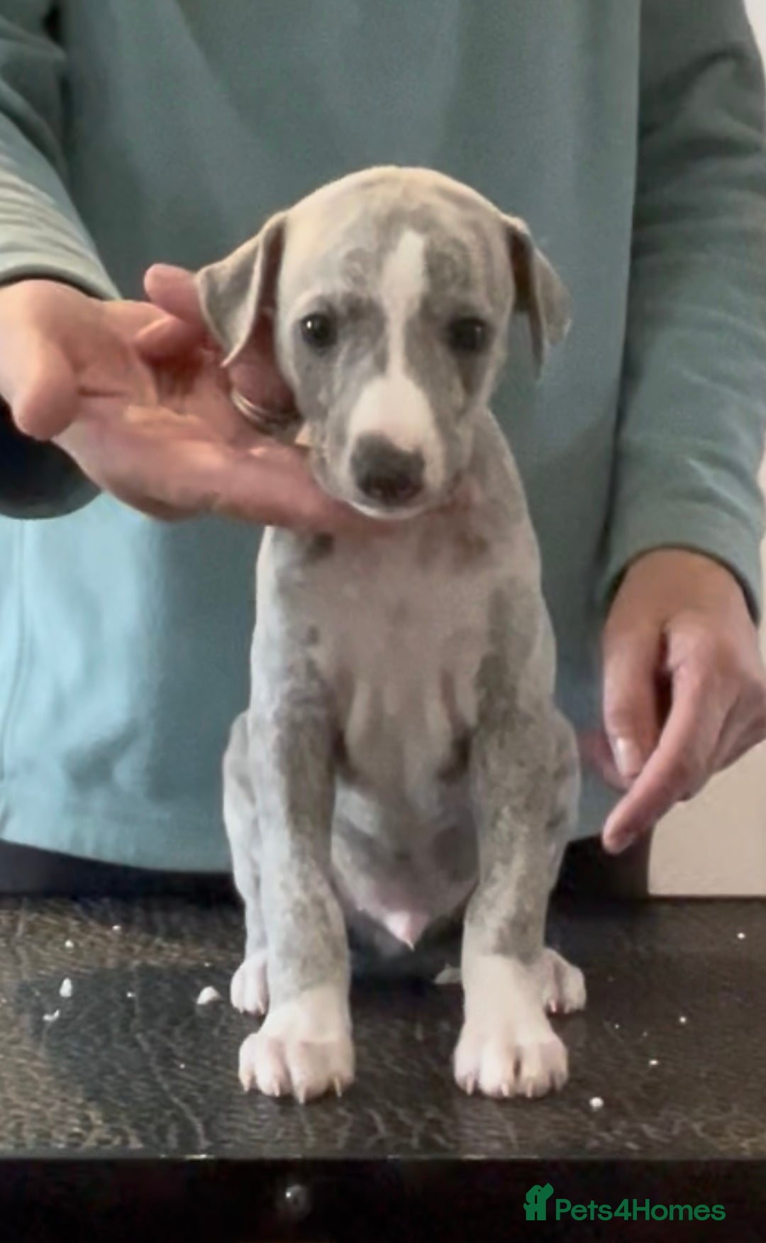 Whippet dogs for sale: Show Quality Blue Brindle KC Registered Whippets - Image 32