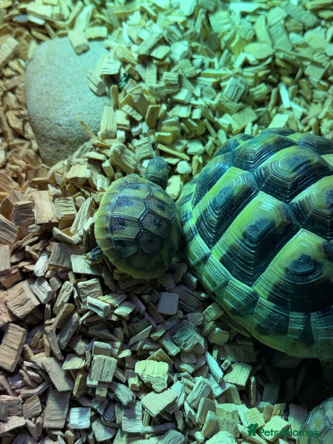 Tortoise reptiles for sale: Hermann Tortoise born 2022 (female 4 years)  - Advert 2