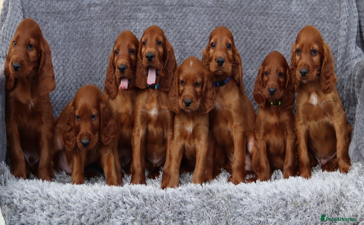 Irish Setter dogs - Advert 1