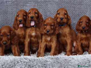 Irish Setter dogs - Advert 2