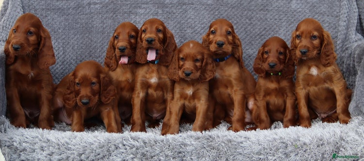 Irish Setter dogs - Advert 1