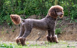 Standard Poodle dogs for sale: KC Standard Poodle Waiting List  - Image 1