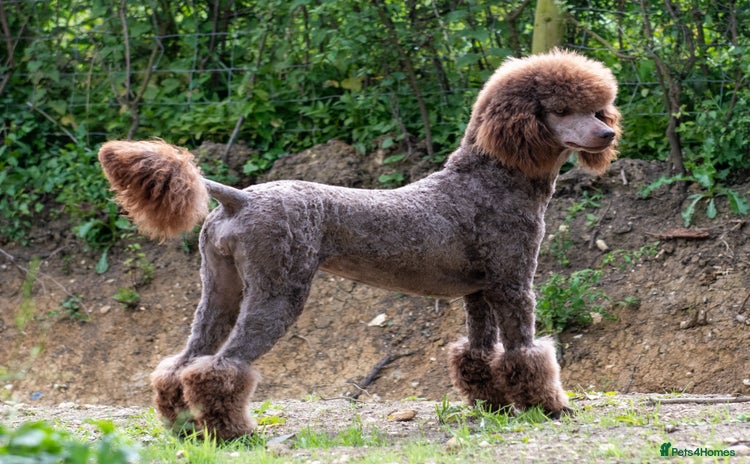 Standard Poodle dogs - Advert 2