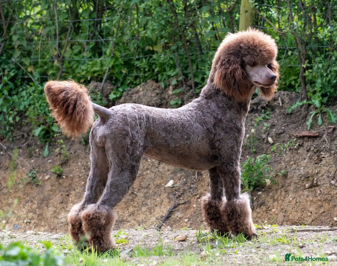 Standard Poodle dogs for sale: KC Standard Poodle Waiting List  - Image 1