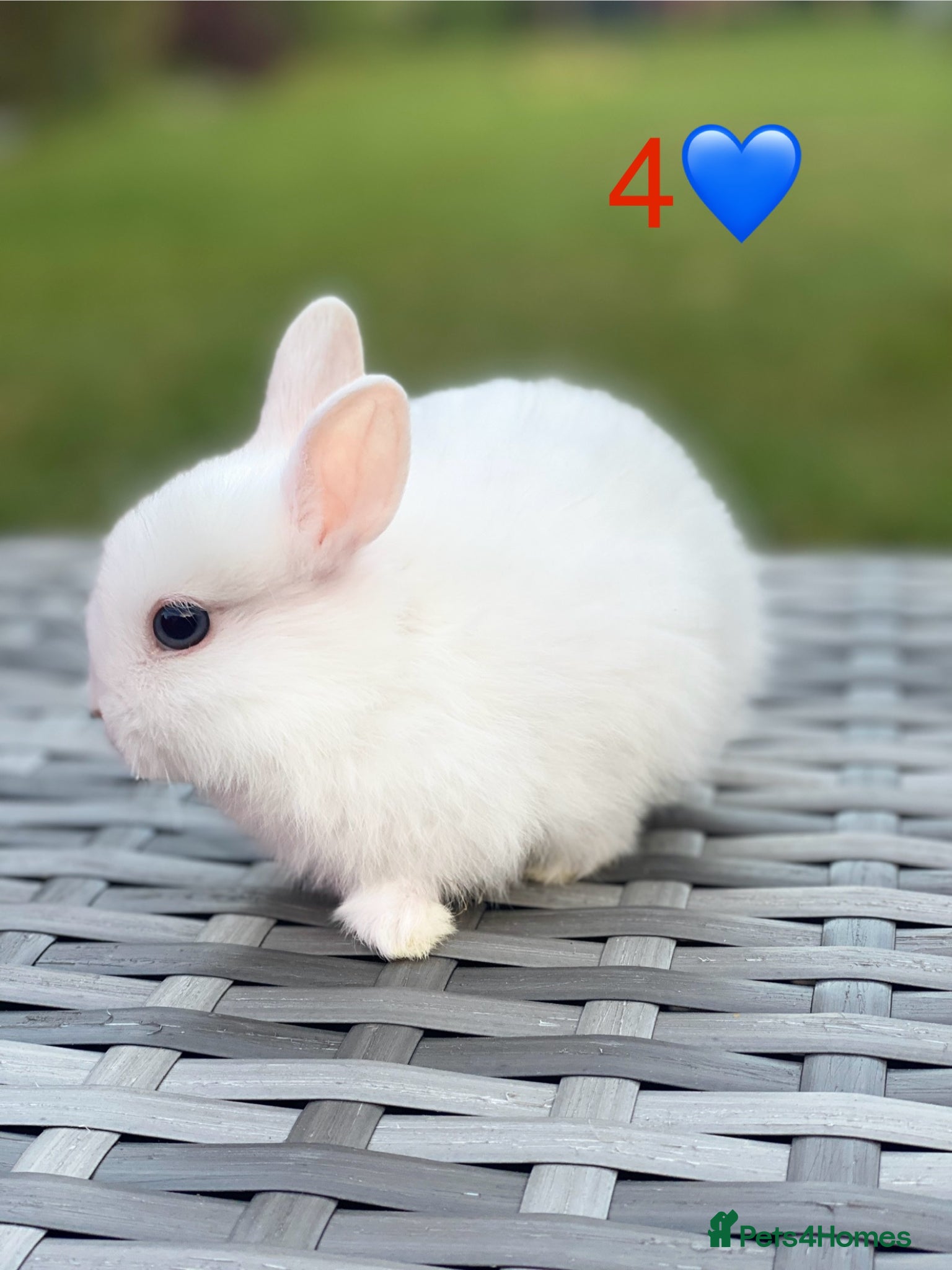 Netherland Dwarf rabbits White Purebred Netherland Dwarf  - Advert 2