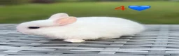 Netherland Dwarf rabbits for sale: Ready for New Home Purebred Netherland Dwarf  - Advert 7