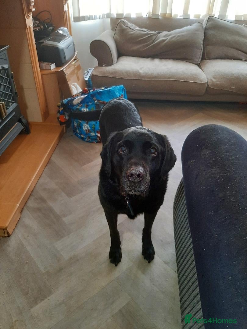 Labrador Retriever dogs  Black Labrador Retriever Free to a good Home - Advert 1