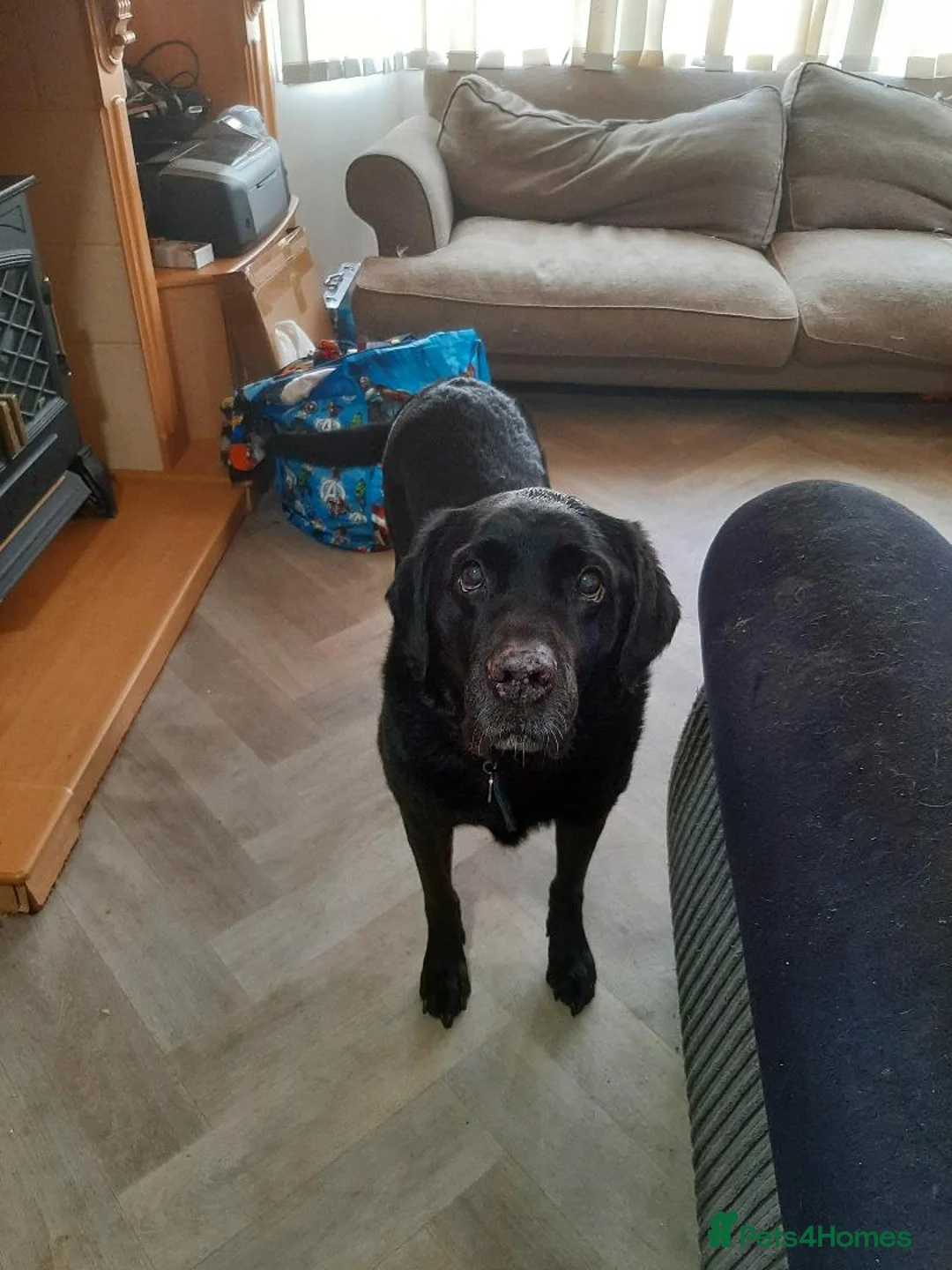 Labrador Retriever dogs for sale:  Black Labrador Retriever 10 Years old   - Advert 1