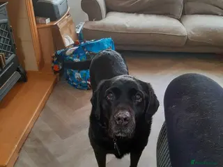 Labrador Retriever dogs Black Labrador Retriever Free to a good Home - Advert 1