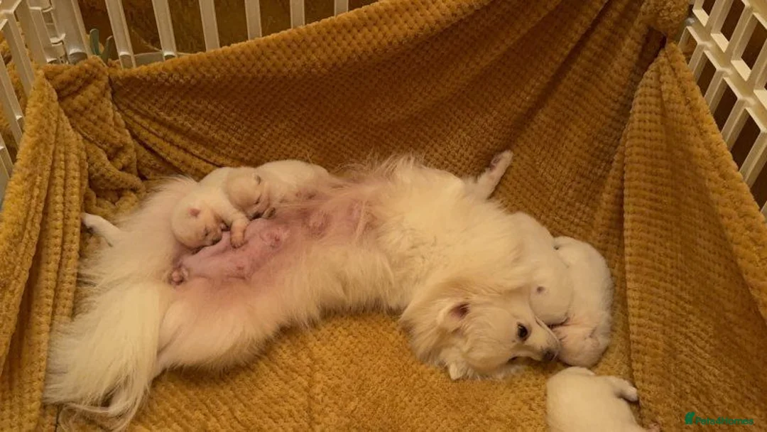 Pomeranian dogs for sale: Pomeranian puppies - Advert 6