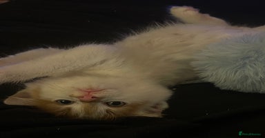 Mixed Breed cats - Advert 4