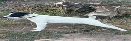 Jack Russell dogs for sale: Jack Russell dog 6 months old  - Advert 12