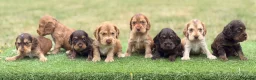 Cocker Spaniel dogs for sale: ⭐️stunning show type cocker spaniel puppies⭐️ - Advert 9