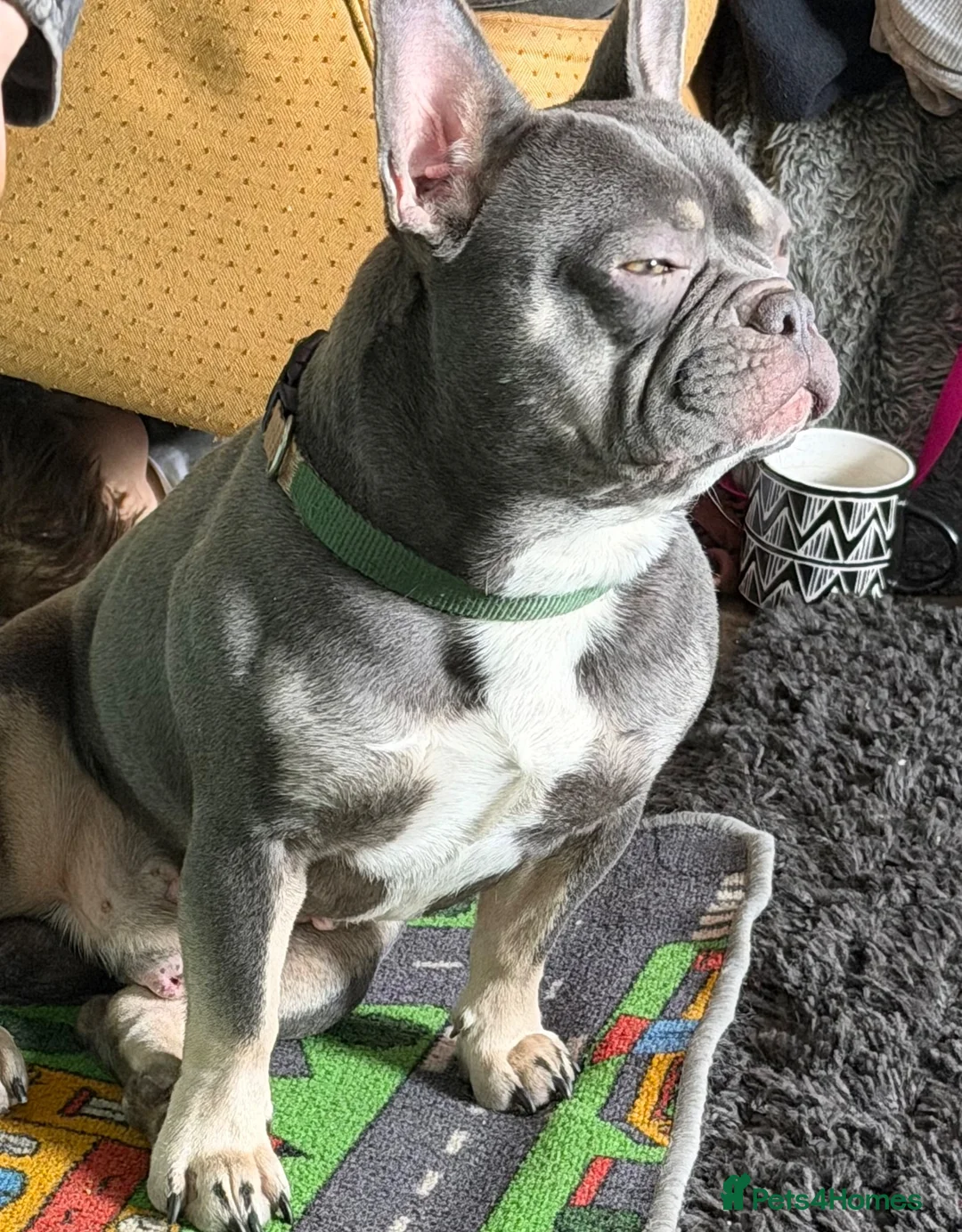 French Bulldog dogs for sale: French bulldog in Lincoln - Advert 1