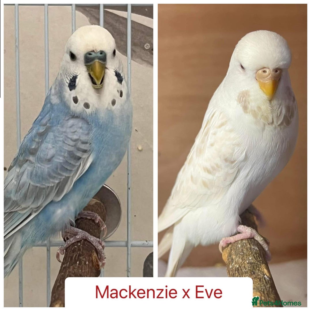 Budgerigars birds for sale: Hand Tame Budgie Chicks - Ready Soon in Chipping Norton - Image 5
