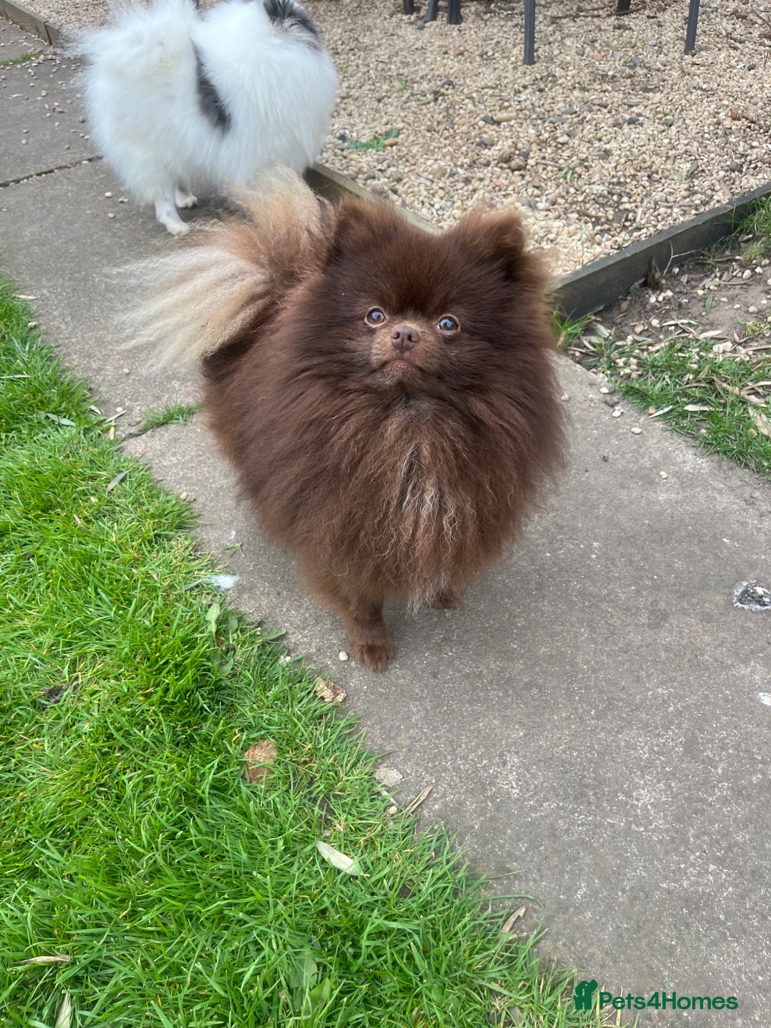 Pomeranian dogs Pomeranian for stud  - Advert 5