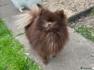 Pomeranian dogs Pomeranian for stud - Advert 5