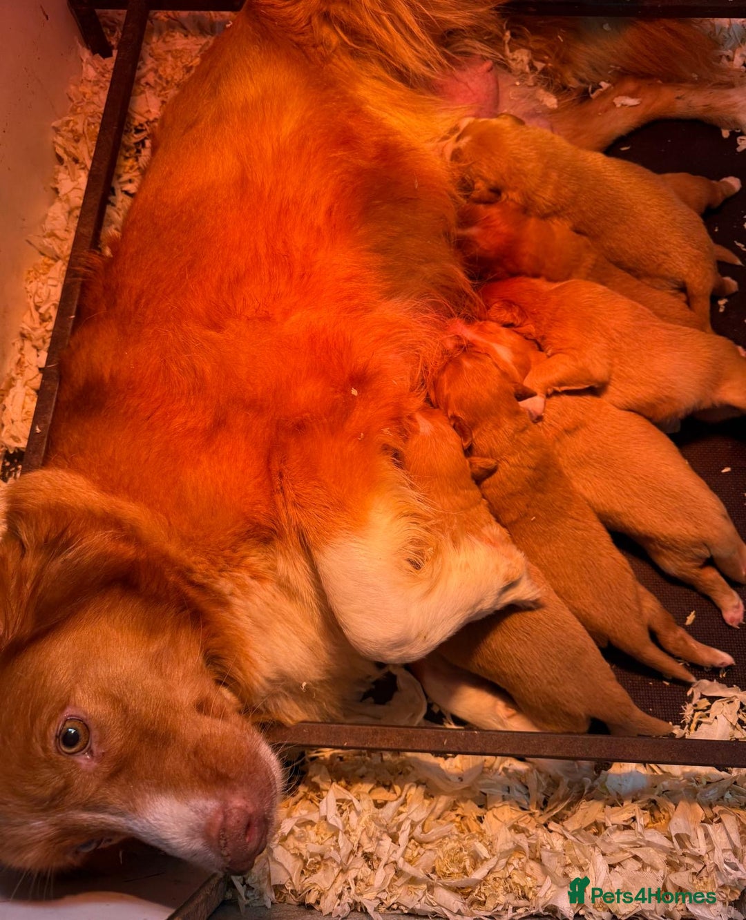 Nova Scotia Duck Tolling Retriever dogs for sale: KC REG Nova Scotia Boy - Image 5