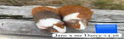 Guinea Pig rodents for sale: Gorgeous baby guinea pigs. Sheffield in Sheffield - Advert 10