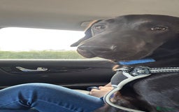 Labrador Retriever dogs for sale: Lennys needs a new home ( please read full advert) - Image 3